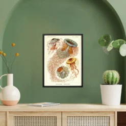 Ernst Haeckel Kunstdruck Discomedusae - Scheibenquallen