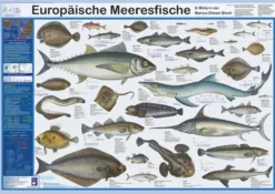 Europäische Meeresfische Poster deutsch DIN A1