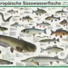 Europäische Süsswasserfische Poster, deutsch DIN A1