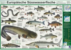 Europäische Süsswasserfische Poster, deutsch DIN A1