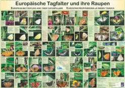 Europäische Tagfalter und ihre Raupen Poster deutsch DIN A1
