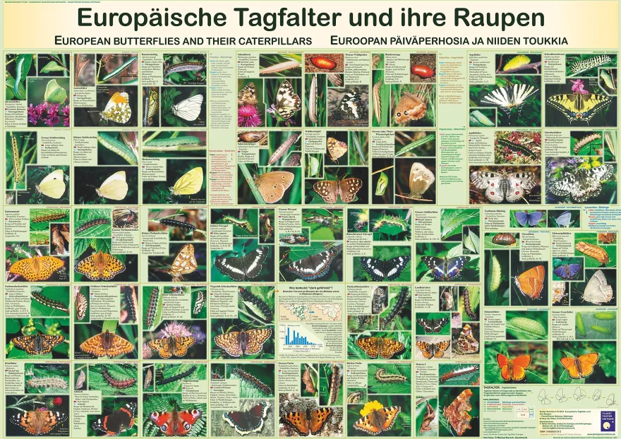 Europäische Tagfalter und ihre Raupen Poster deutsch DIN A1