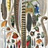 Federn Poster Plumes Adolphe Millot