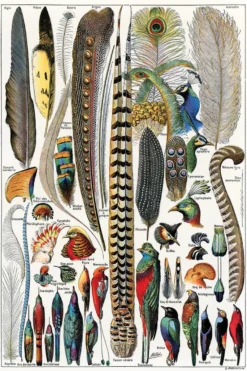 Federn Poster Plumes Adolphe Millot