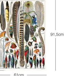 Federn Poster Plumes Adolphe Millot