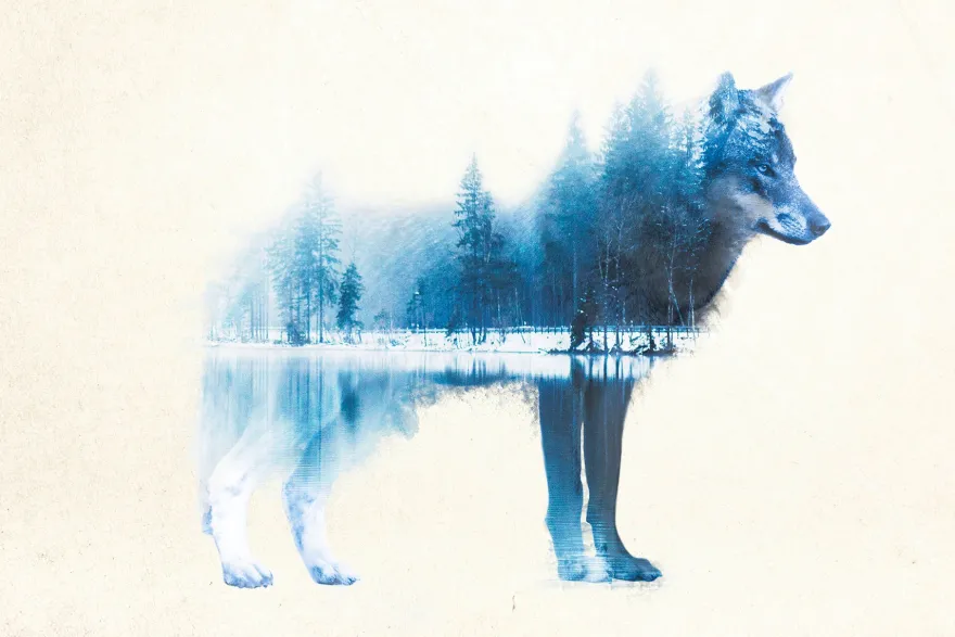 Forest Wolf Poster Madeleine
