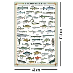 Freshwater Fish Kunstdruck Süsswasserfische
