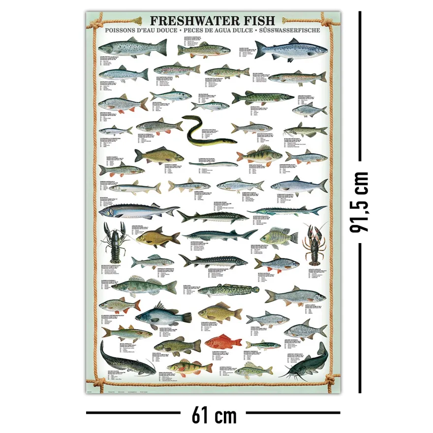 Freshwater Fish Kunstdruck Süsswasserfische