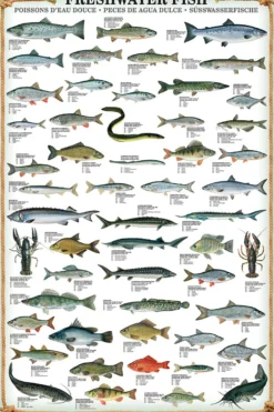 Freshwater Fish Kunstdruck Süsswasserfische