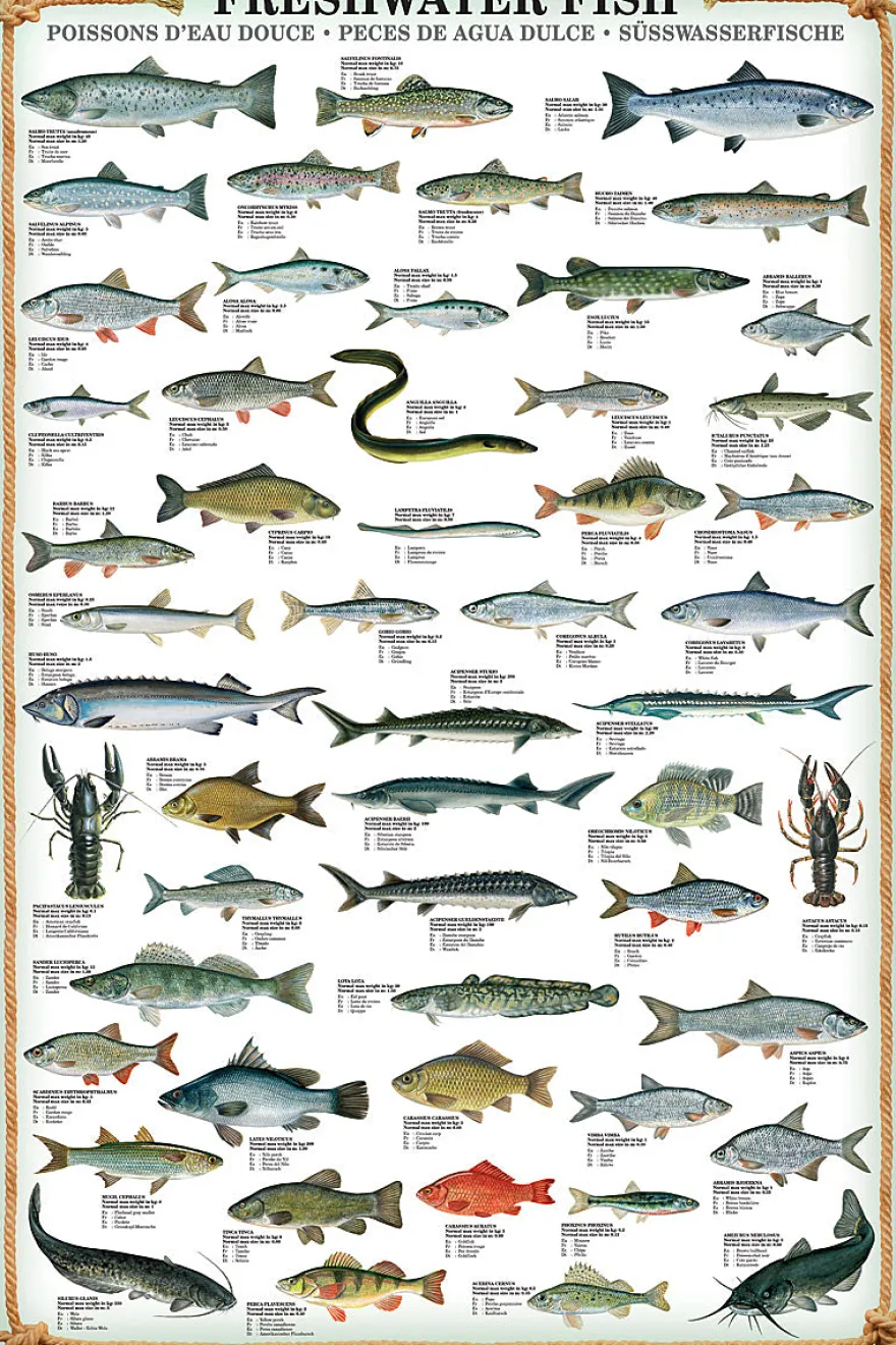 Freshwater Fish Kunstdruck Süsswasserfische