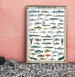 Freshwater Fish Kunstdruck Süsswasserfische
