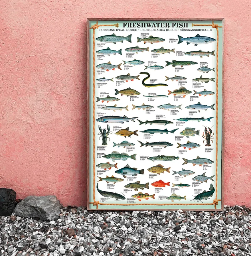 Freshwater Fish Kunstdruck Süsswasserfische