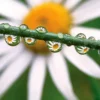 Gänseblümchen mit Tau Poster