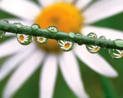 Gänseblümchen mit Tau Poster
