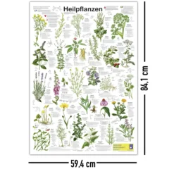 Heilpflanzen Poster deutsch DIN A1