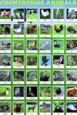 Heimische Tierarten Poster