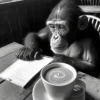 Hipster Chimp Kunstdruck Schimpansin trinkt Kaffee