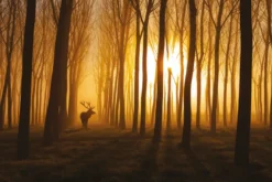 Hirsch im Wald Poster Stefan Miron