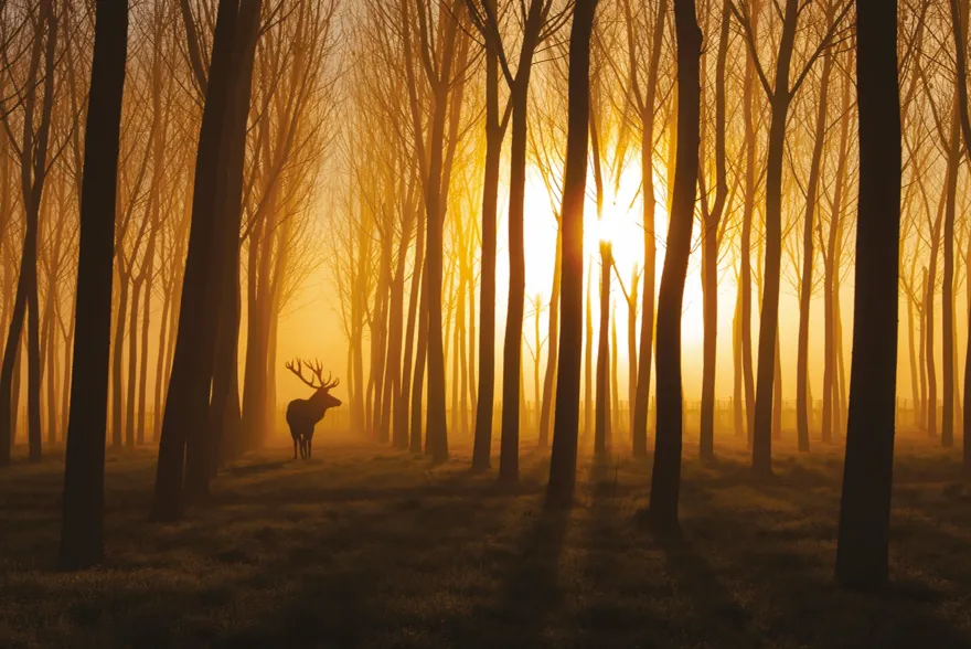Hirsch im Wald Poster Stefan Miron