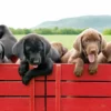 Hundewelpen auf rotem Wagen Poster