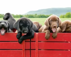 Hundewelpen auf rotem Wagen Poster