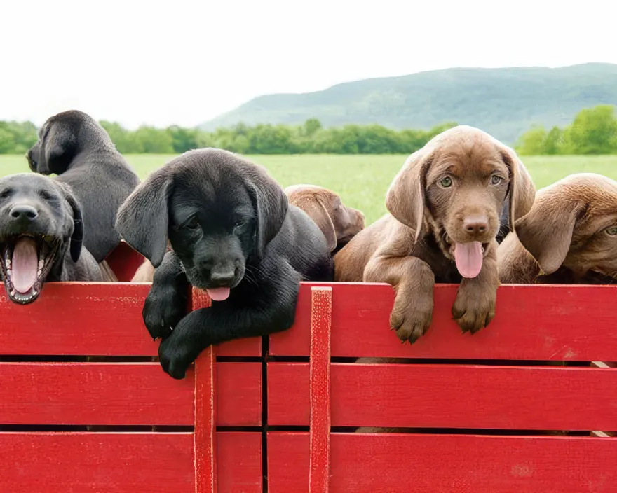 Hundewelpen auf rotem Wagen Poster