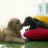 Hundewelpen Kuss Poster