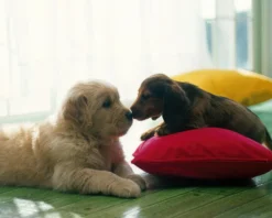 Hundewelpen Kuss Poster