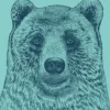 I Like You Bear Poster Rachel Caldwell