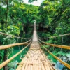 Jungle Bridge Poster