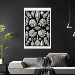 Kammerlinge Poster E. Haeckel Kunstformen der Natur Tafel 81