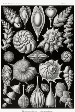 Kammerlinge Poster E. Haeckel Kunstformen der Natur Tafel 81