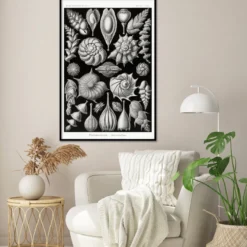 Kammerlinge Poster E. Haeckel Kunstformen der Natur Tafel 81