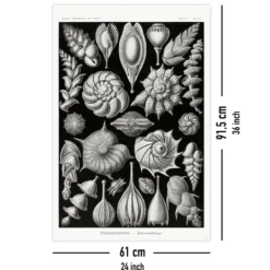 Kammerlinge Poster E. Haeckel Kunstformen der Natur Tafel 81