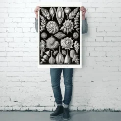 Kammerlinge Poster E. Haeckel Kunstformen der Natur Tafel 81