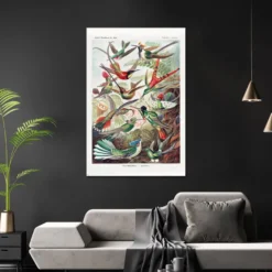 Kolibris Poster Ernst Haeckel Kunstformen der Natur,Tafel 99