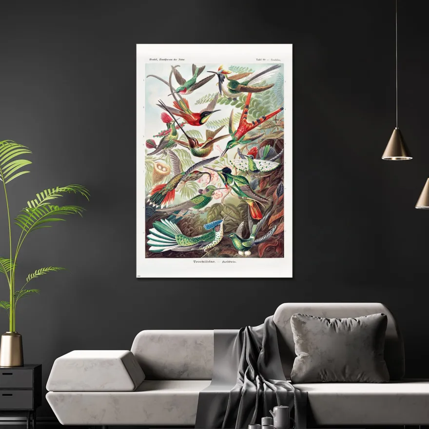 Kolibris Poster Ernst Haeckel Kunstformen der Natur,Tafel 99