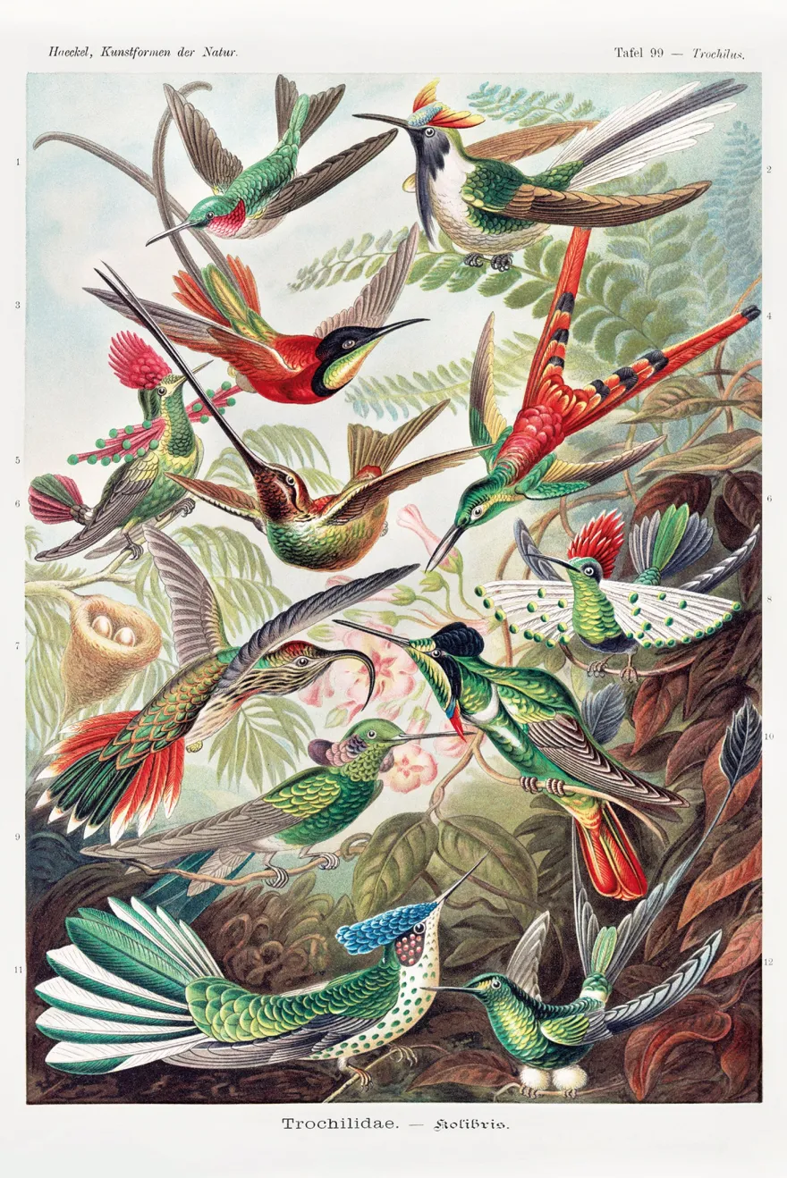 Kolibris Poster Ernst Haeckel Kunstformen der Natur,Tafel 99