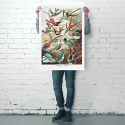 Kolibris Poster Ernst Haeckel Kunstformen der Natur,Tafel 99