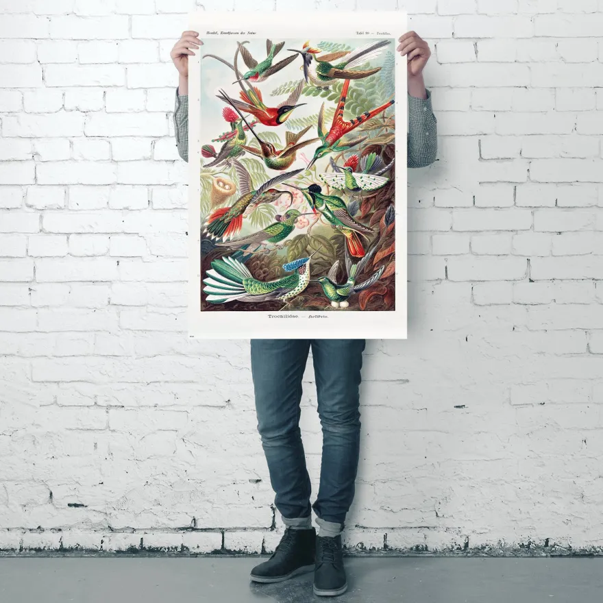 Kolibris Poster Ernst Haeckel Kunstformen der Natur,Tafel 99