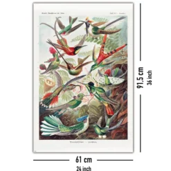 Kolibris Poster Ernst Haeckel Kunstformen der Natur,Tafel 99