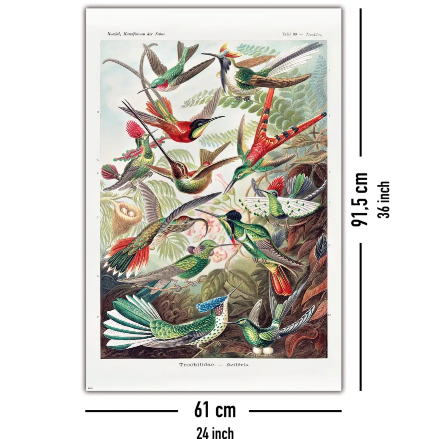 Kolibris Poster Ernst Haeckel Kunstformen der Natur,Tafel 99