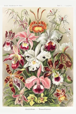 Kunstformen der Natur Poster 3er-Set Ernst Haeckel