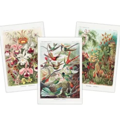 Kunstformen der Natur Poster 3er-Set Ernst Haeckel