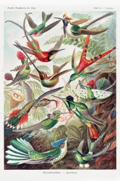 Kunstformen der Natur Poster 3er-Set Ernst Haeckel