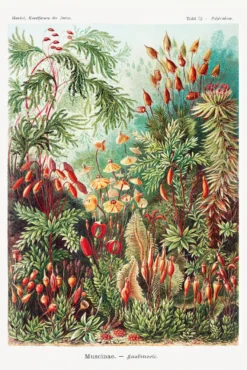 Laubmoose Poster Ernst Haeckel Kunstformen der Natur,Tafel 72