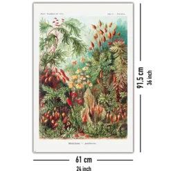 Laubmoose Poster Ernst Haeckel Kunstformen der Natur,Tafel 72