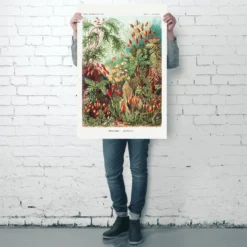Laubmoose Poster Ernst Haeckel Kunstformen der Natur,Tafel 72