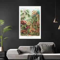Laubmoose Poster Ernst Haeckel Kunstformen der Natur,Tafel 72