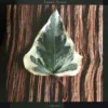 Leaves - Bunte blätter (Kunstdruck)